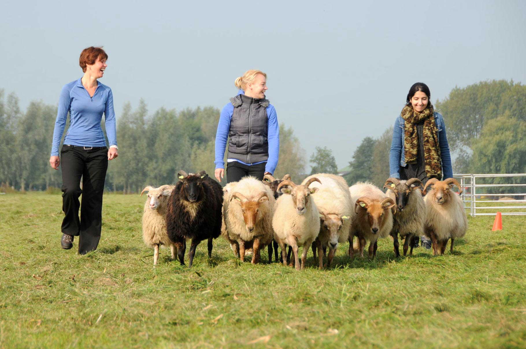 Schapendrijven bij De Boerinn