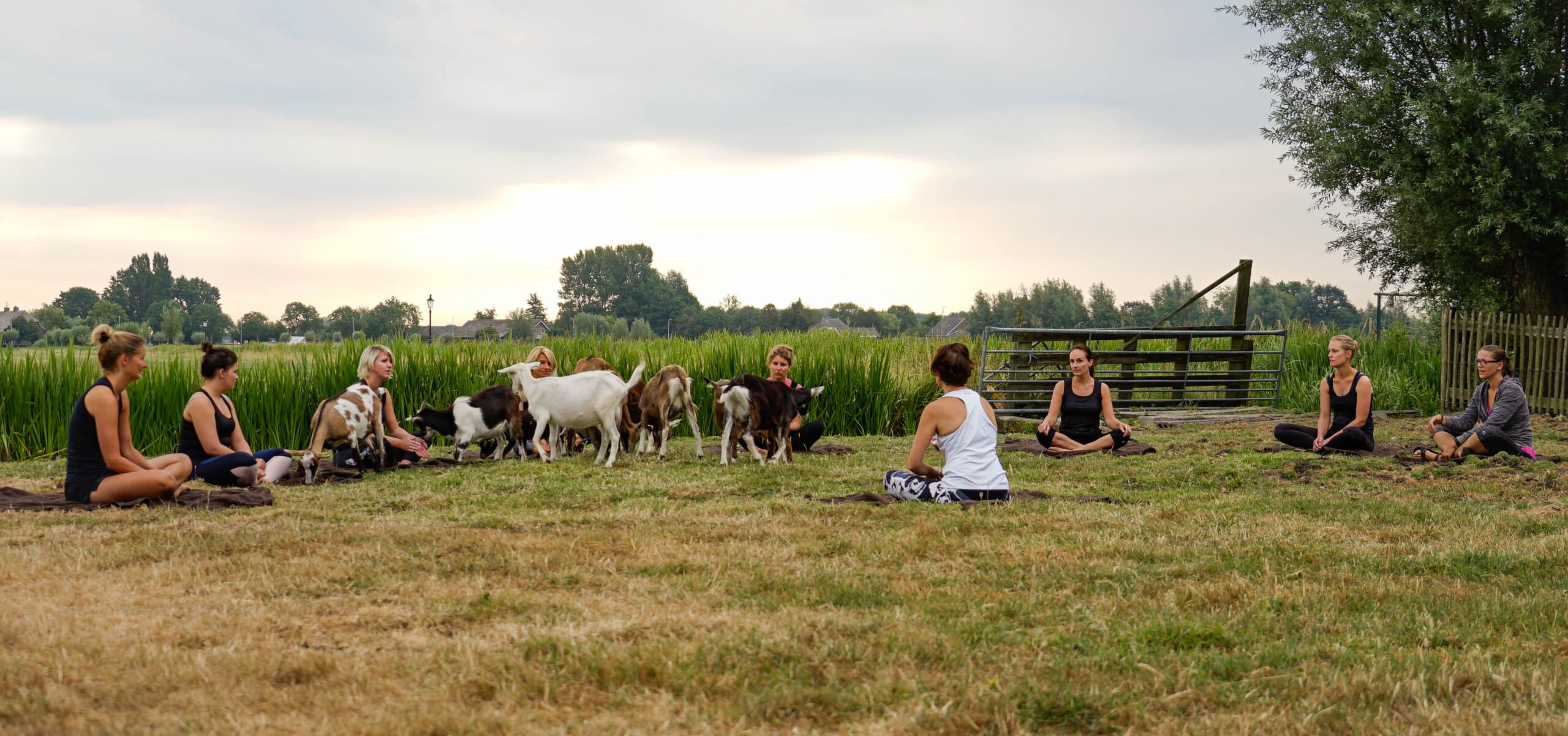 Geitenyoga | Boerderij De Boerinn