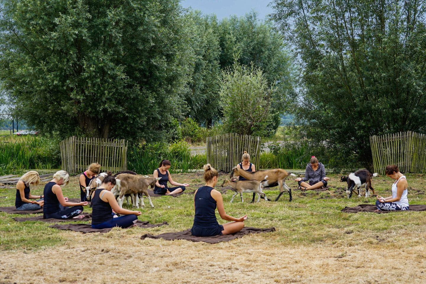 Geitenyoga met een groep | Boerderij De Boerinn