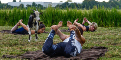 Geitenyoga bij Boerderij de Boerinn