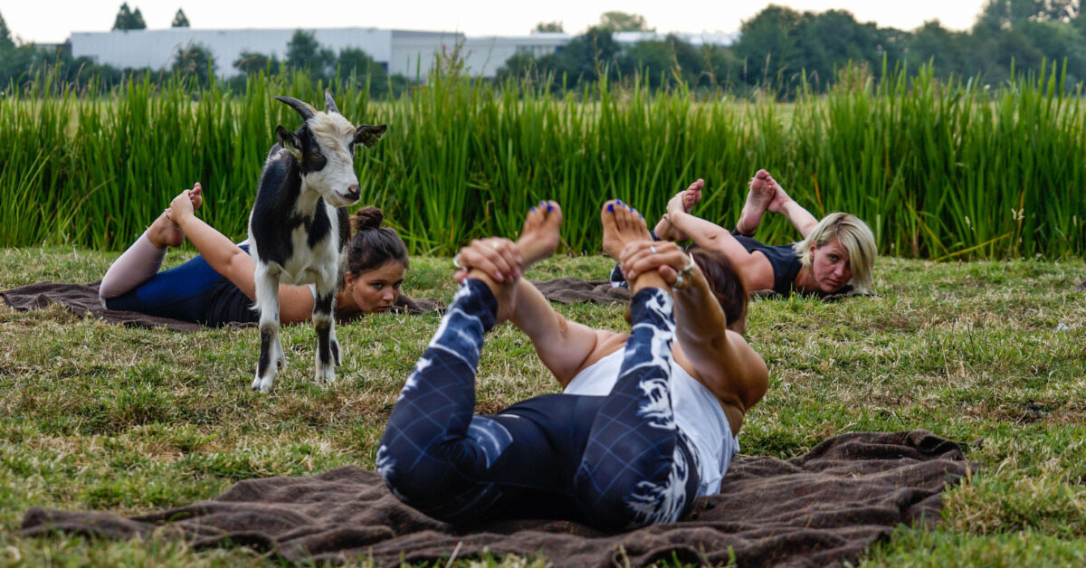 Geitenyoga bij Boerderij de Boerinn