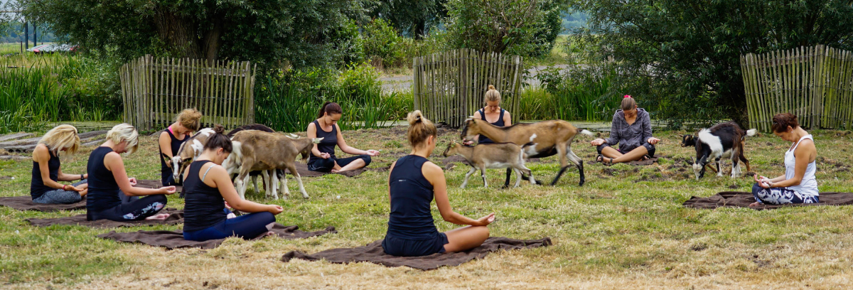 Boerderij de Boerinn | Geitenyoga