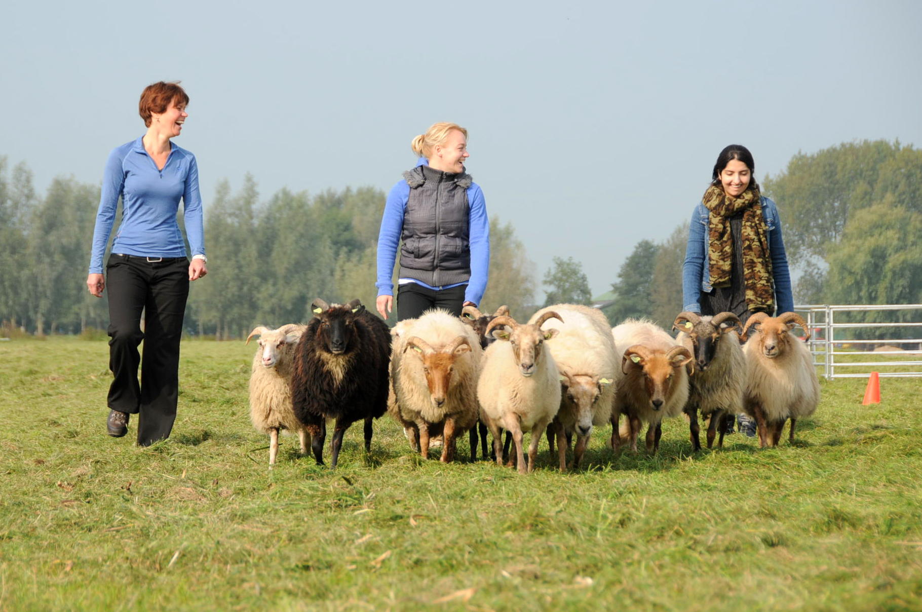 Schapendrijven | Boerderij de Boerinn