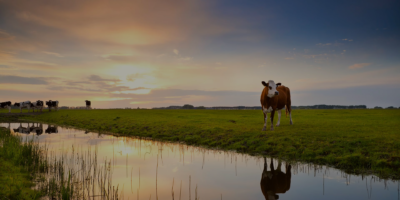 Kerstbrunch op de boerderij