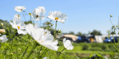 Activiteit boer zoekt foto | Boerderij De Boerinn