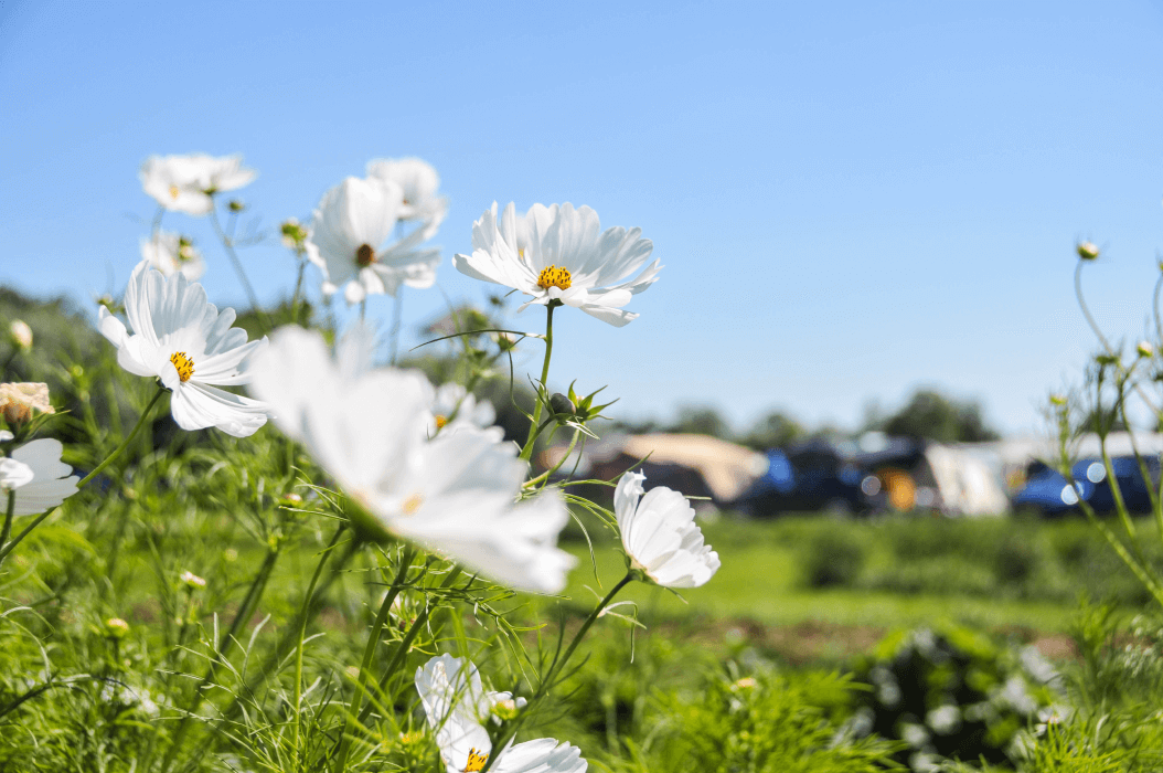 Activiteit boer zoekt foto | Boerderij De Boerinn