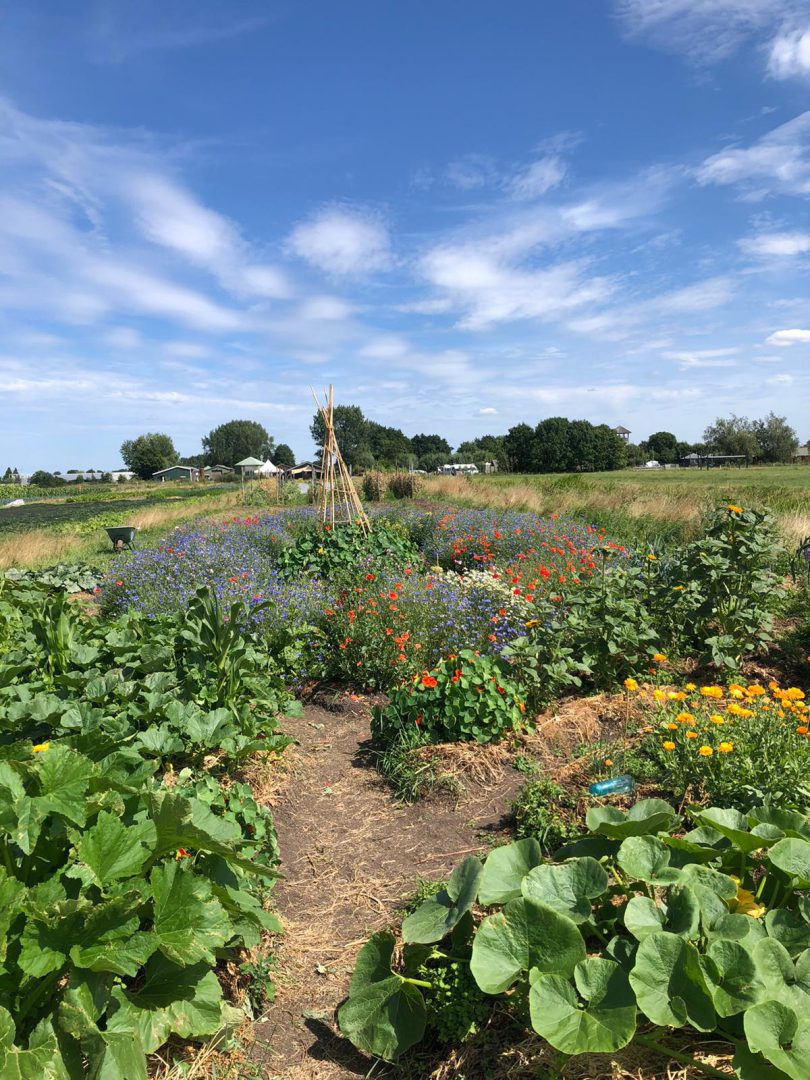 Tuin Boerderij | Boerderij De Boerinn