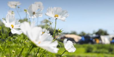 Blijven jullie kamperen tijdens onze Zomerboerderij?