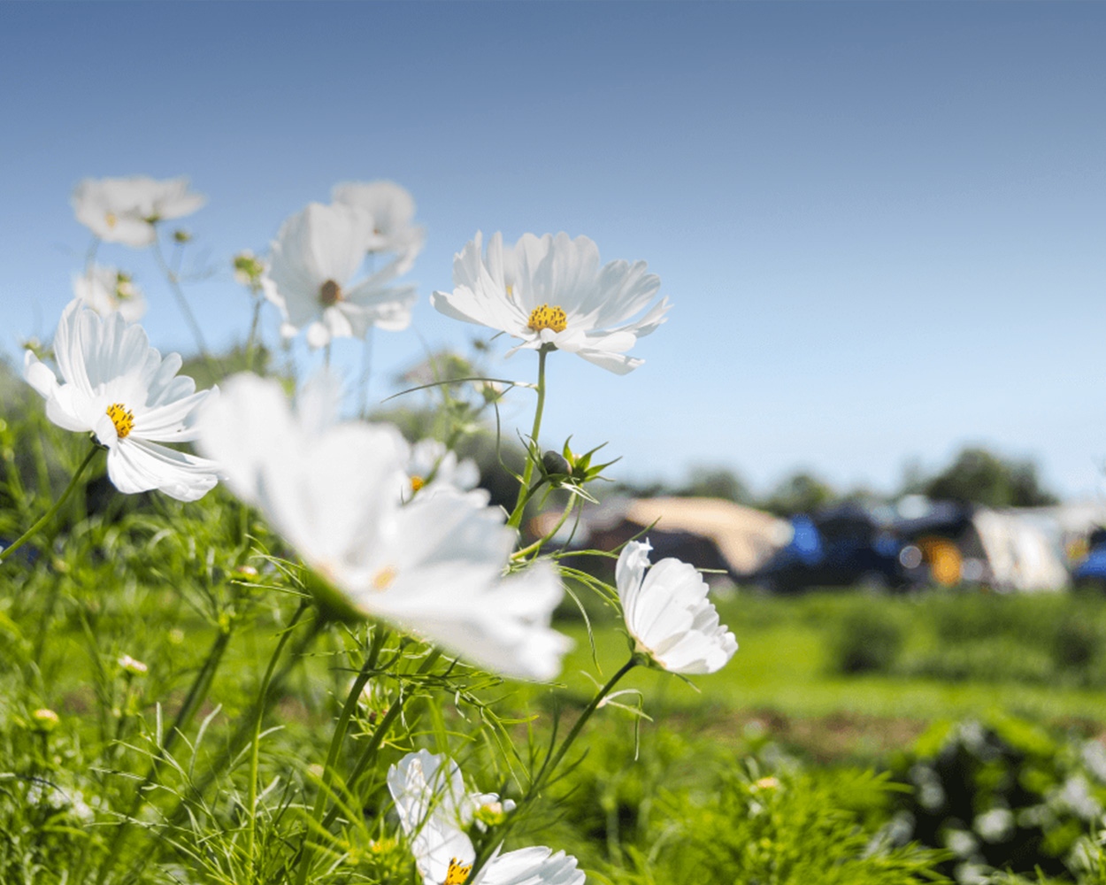 Blijven jullie kamperen tijdens onze Zomerboerderij?