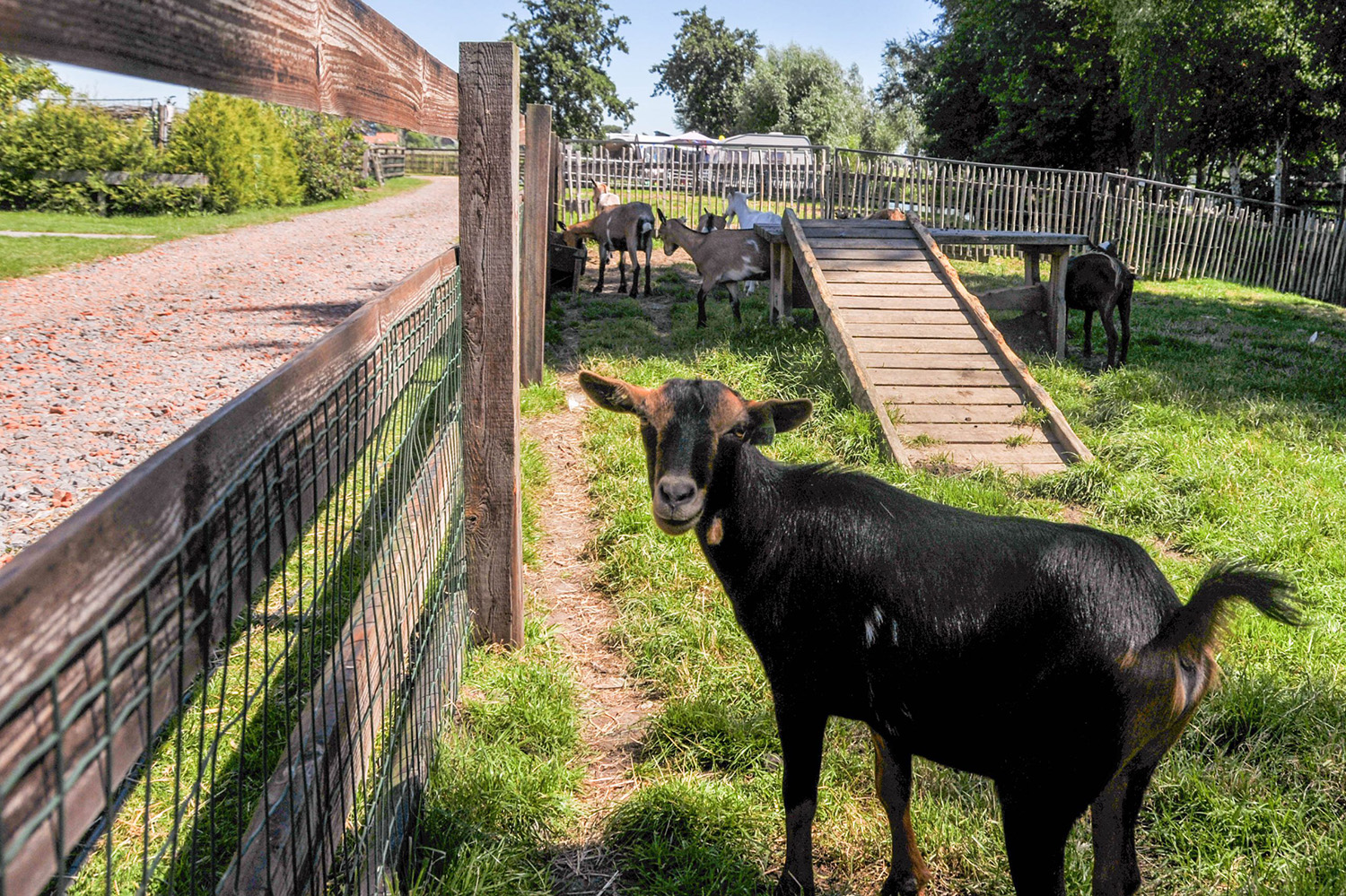 De boerderij met geiten | Boerderij De Boerinn