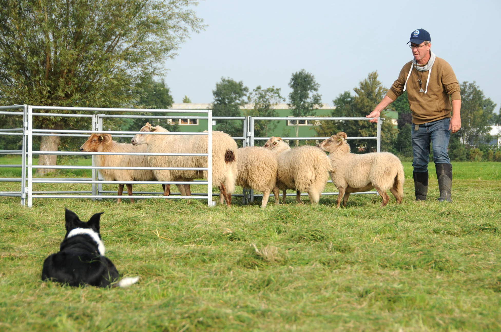 NK schapendrijven | Boerderij De Boerinn