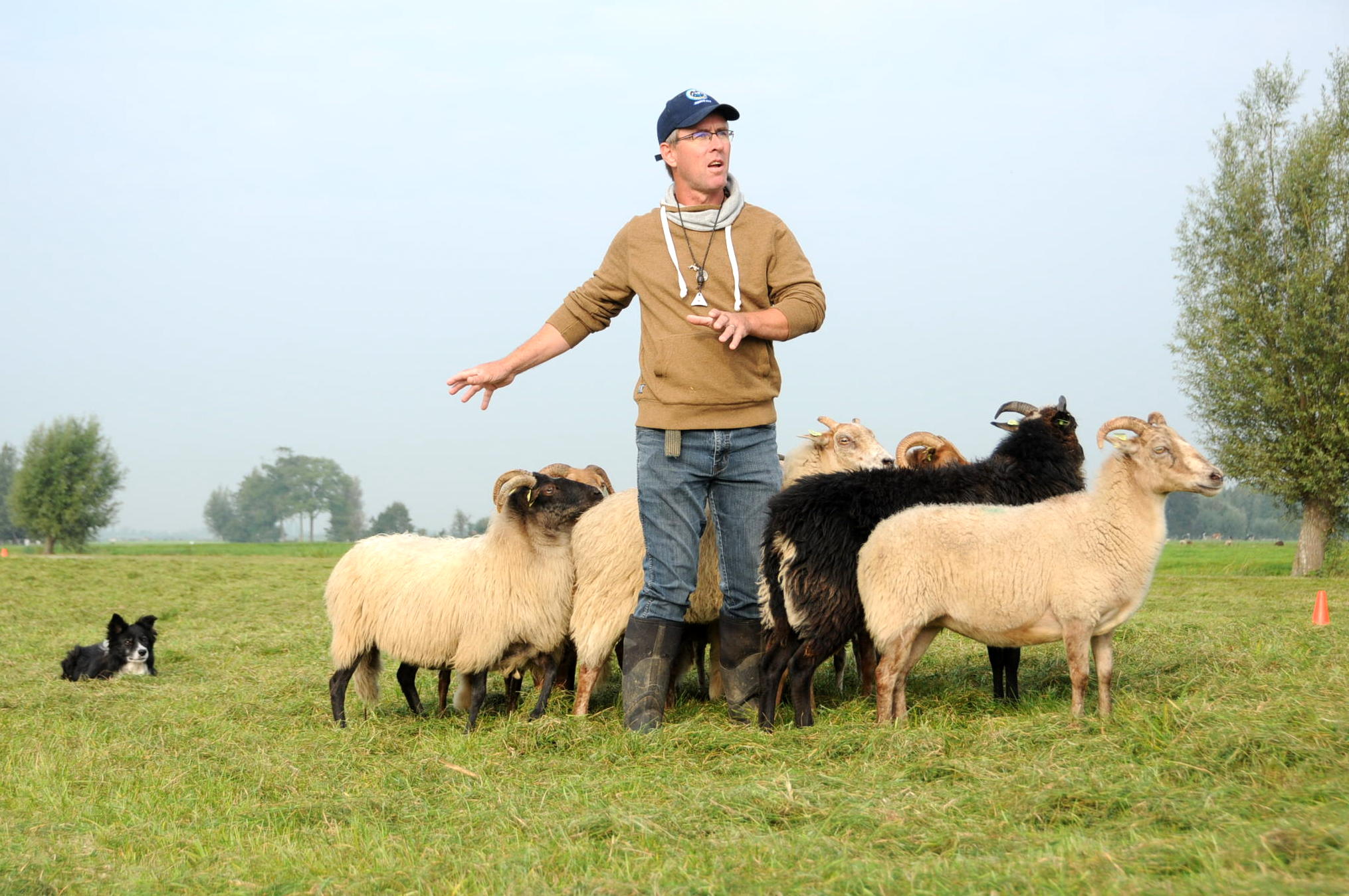 Schapendrijver voor het NK schapendrijven | Boerderij De Boerinn